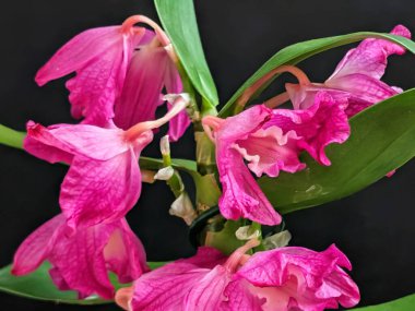 Datk arkaplanındaki dendrobium nobile çiçekleri