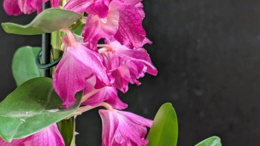 Datk arkaplanındaki dendrobium nobile çiçekleri