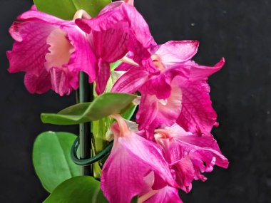 Datk arkaplanındaki dendrobium nobile çiçekleri