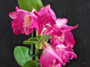 Datk arkaplanındaki dendrobium nobile çiçekleri
