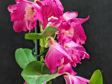 Datk arkaplanındaki dendrobium nobile çiçekleri
