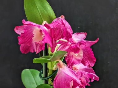 Datk arkaplanındaki dendrobium nobile çiçekleri