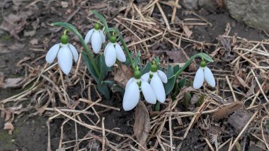 Bahar bahçesi manzarasında kar damlaları