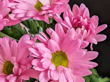 Kapalı - buket için güzel renkli çiçekler