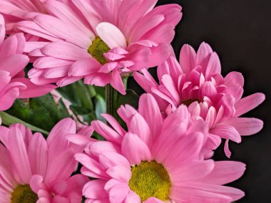 Kapalı - buket için güzel renkli çiçekler