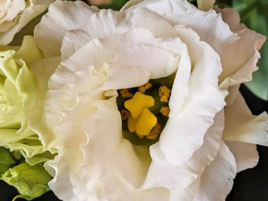 Kapalı - buket için güzel renkli çiçekler