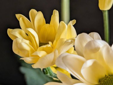 Kapalı - buket için güzel renkli çiçekler