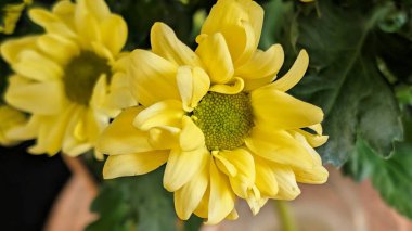 Kapalı - buket için güzel renkli çiçekler