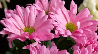 Kapalı - buket için güzel renkli çiçekler