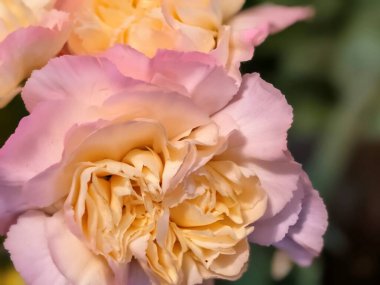 Kapalı - buket için güzel renkli çiçekler