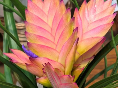 Bahçede yetişen yeşil yapraklı ve pembe uçlu bitkiler..