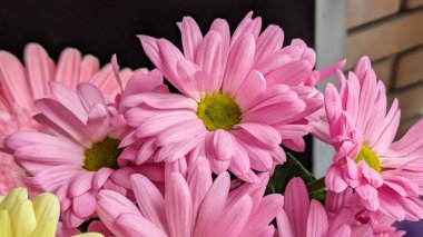 Sarı merkezli pembe çiçeklerin yakın çekim görüntüsü.