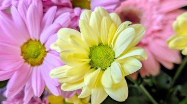 Buket için güzel parlak çiçekler, yakın çekim.