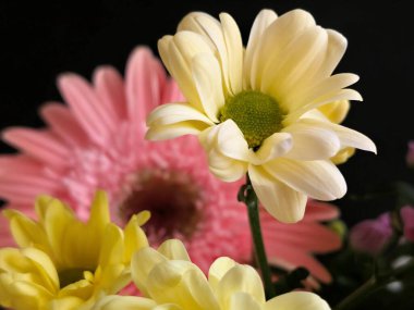 Buket için güzel parlak çiçekler, yakın çekim.