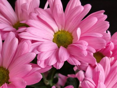 Buket için güzel parlak çiçekler, yakın çekim.