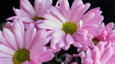 Buket için güzel parlak çiçekler, yakın çekim.