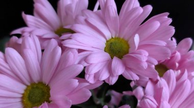 Buket için güzel parlak çiçekler, yakın çekim.