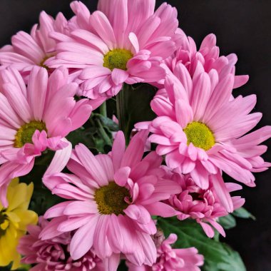 Buket için güzel parlak çiçekler, yakın çekim.