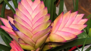 Buket için güzel parlak çiçekler, yakın çekim.