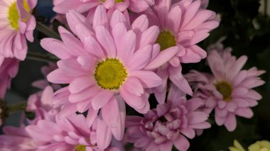 Bahçedeki güzel, renkli çiçekler, yakın.