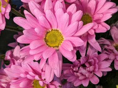 Bahçedeki güzel, renkli çiçekler, yakın.