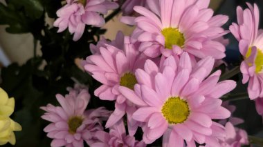 Bahçedeki güzel, renkli çiçekler, yakın.