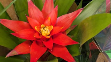 Bahçedeki güzel, renkli çiçekler, yakın.