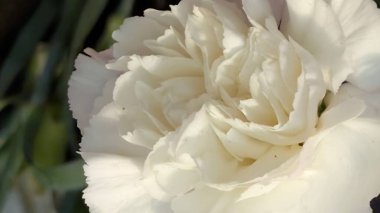 Bahçedeki güzel, renkli çiçekler, yakın.