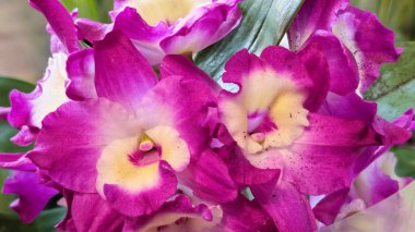 Bahçedeki güzel, renkli çiçekler, yakın.