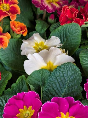 Bahçedeki güzel, renkli çiçekler, yakın.