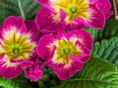 Bahçedeki güzel, renkli çiçekler, yakın.