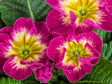 Bahçedeki güzel, renkli çiçekler, yakın.