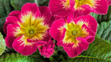 Bahçedeki güzel, renkli çiçekler, yakın.