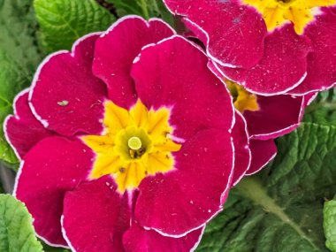 Güzel primula çiçekleri, kapayın