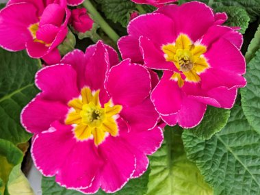 Güzel primula çiçekleri, kapayın