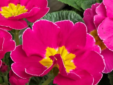 Güzel primula çiçekleri, kapayın