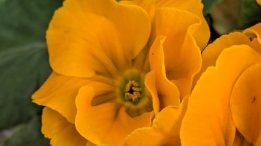 Güzel primula çiçekleri, kapayın