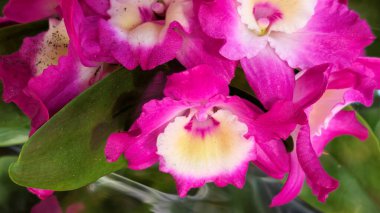 Güzel primula çiçekleri, kapayın