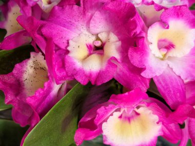 Güzel primula çiçekleri, kapayın