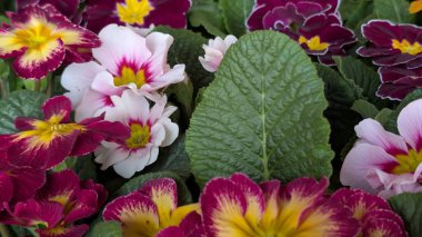 Güzel primula çiçekleri, kapayın