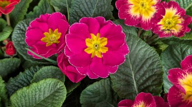 Güzel primula çiçekleri, kapayın