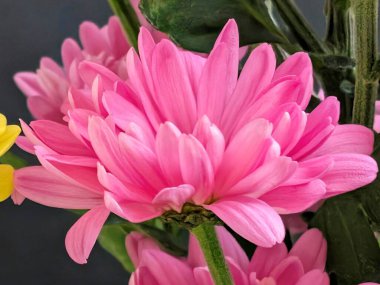 Güneş ışığında açan pembe çiçek yaprakları.