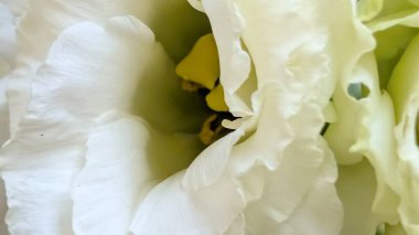 Beyaz çiçek yapraklarını kapat.