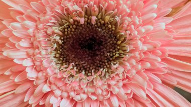 Pembe çiçek yapraklarını ve merkezini kapatın.