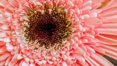 Pembe çiçek yapraklarını ve merkezini kapatın.