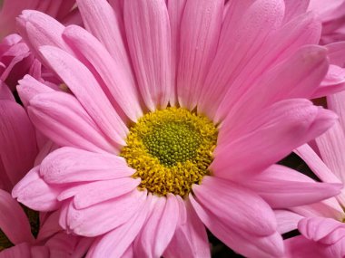 Pembe çiçek yapraklarını ve merkezini kapatın.