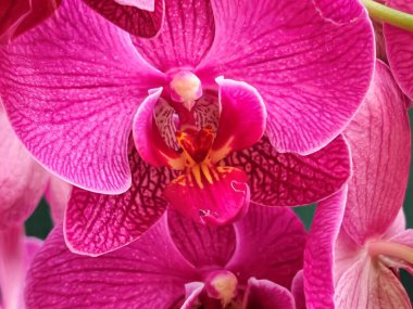 Canlı pembe orkideler birlikte güzel çiçek açıyor.