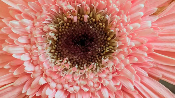 Pembe çiçek yapraklarını ve merkezini kapatın.