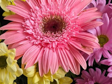 Renkli çiçekler canlı düzenlemelerle çiçek açıyor.