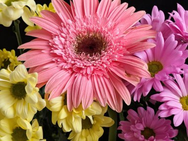 Koyu arkaplanda açan renkli çiçekler